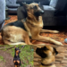 CONDENAS E IMPUTACIONES CONTRA AGRESORES DE ANIMALES EN BOGOTÁ, ANTIOQUIA Y CUNDINAMARCA